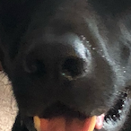boxmuncher6769's Avatar'