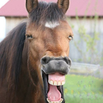 saus.horseface's Avatar'
