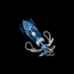 SirSquidy123's Avatar'