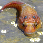 SpluckerFish's Avatar'