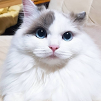 cat_is_cat's Avatar'