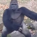 Justanio2k's Avatar'