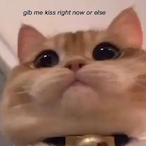 PrimeHeartz's Avatar'