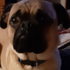 ThatDog372's Avatar'