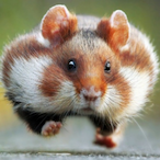 IsUrHamsterGud's Avatar'