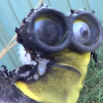 tendrekiwi's Avatar'