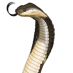COBRA.Kjanus's Avatar'