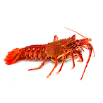 SFF_Langouste's Avatar'