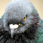 PIGEON_OP's Avatar'