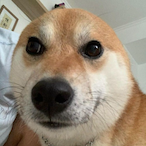 jayodog's Avatar'