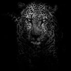 Zenci.Leopar's Avatar'
