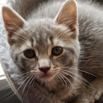 diddy_bird's Avatar'