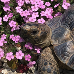 Rachlily1971's Avatar