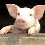 pig134's Avatar'