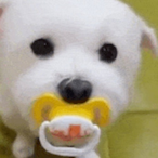 ChuppyGirl's Avatar'