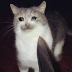 Chickenkid1901's Avatar'