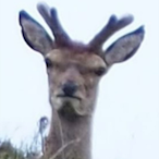 xdTowee's Avatar'