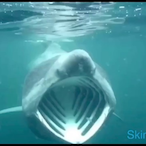 Mlcha3lang3lo's Avatar'