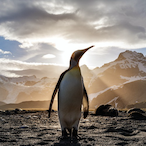 Creedz.WOLVES's Avatar'