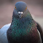 Pigeon.ly's Avatar'