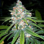 Lenin_Haze's Avatar'