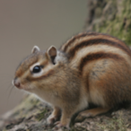 German_squirrel's Avatar'