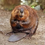 BeevTheSlow's Avatar'