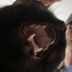 TheGorbyPrtocol's Avatar'