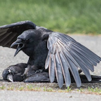 GeneralTacos08's Avatar'