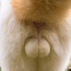 ChaieldPred's Avatar'