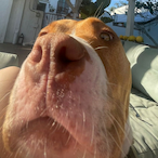 BKzinhoo's Avatar'