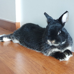 bunnybigGUNS's Avatar'