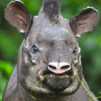 FOURTOEDSTATUE's Avatar