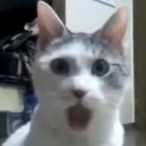 mercury_1967's Avatar