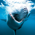 HolySharkx's Avatar'