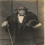Chimpanzee-'s Avatar'