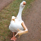 Gangsta.Goose.'s Avatar'