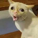 Segopecel_'s Avatar'