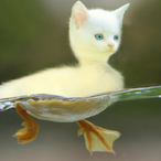 MrDuck050's Avatar'