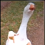 Dalbanyy's Avatar'