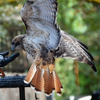 mightymorgan.r5's Avatar'