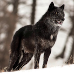 KurodaRyuoji's Avatar'