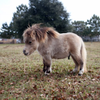 Hello_Im_A_Pony's Avatar'