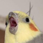 HyperSonicBorb's Avatar