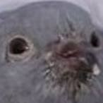cute_potato1_1's Avatar'
