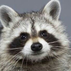 racoonbear14's Avatar'