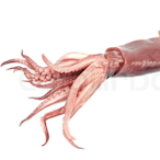 xXxTentacleLord's Avatar'