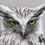 Komrad_Kycok's Avatar