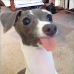 Stickshiftboi's Avatar'