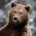BearLuscony's Avatar'